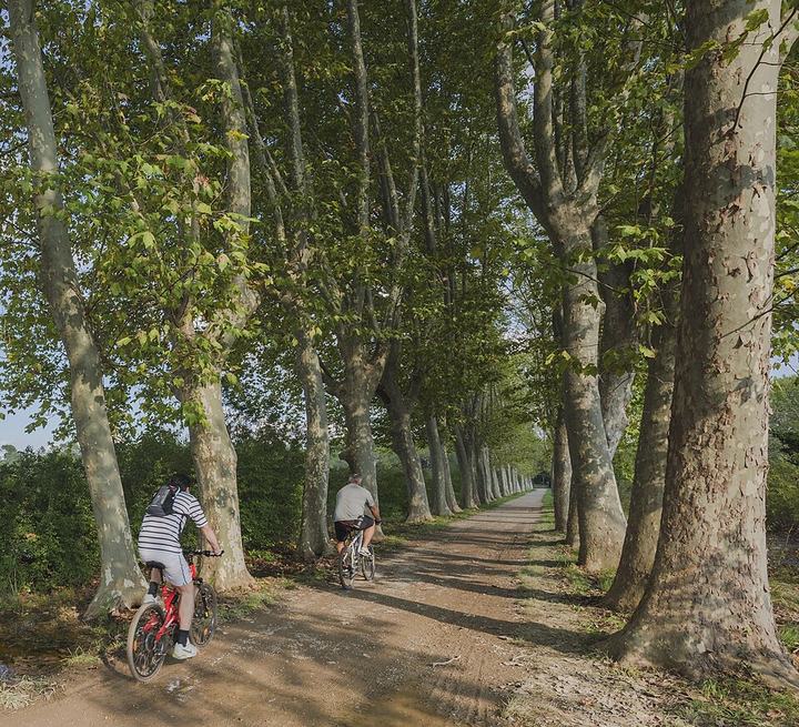 Cyklisté pod platany na statku Restinclières